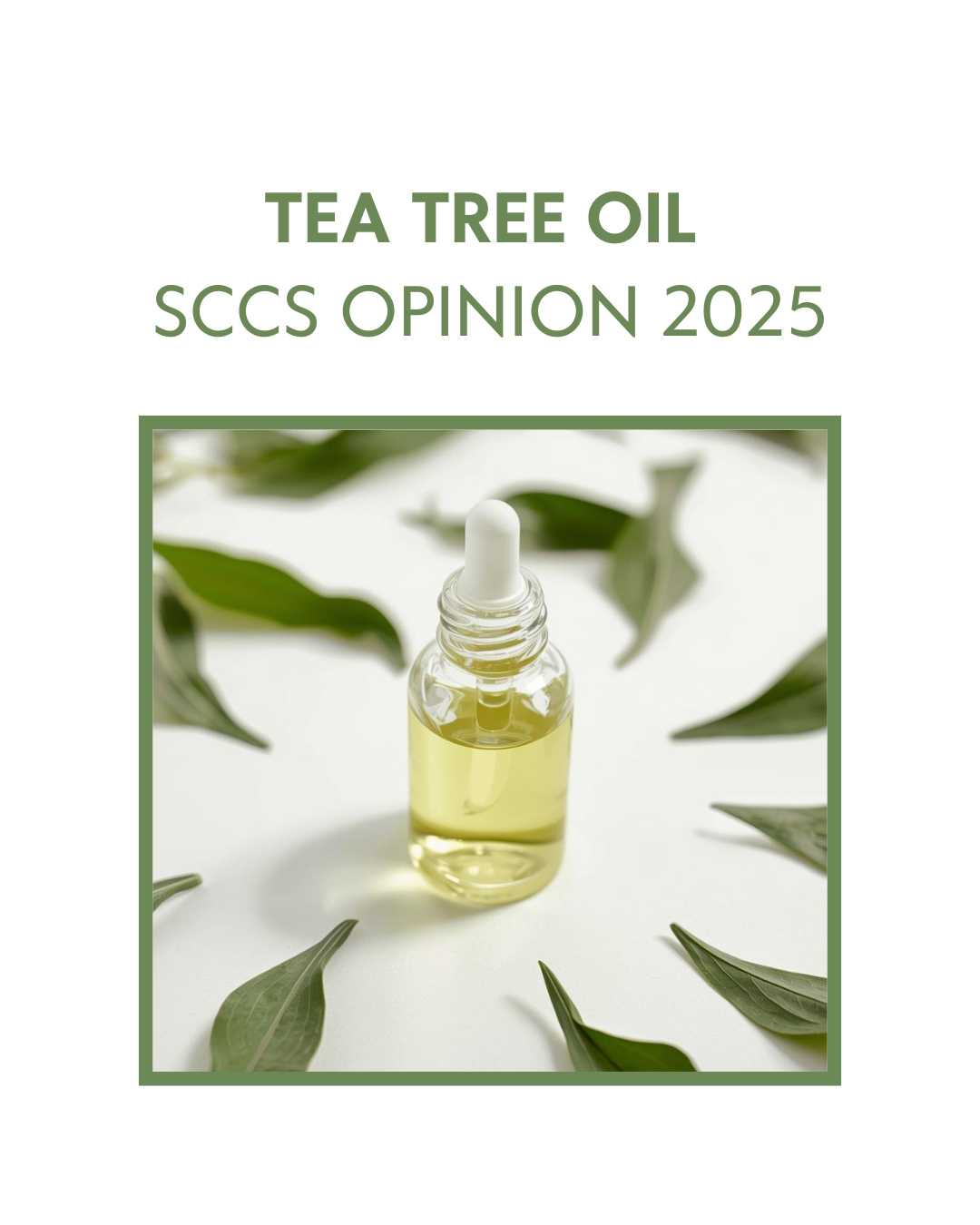 Tea Tree Oil Tea tree oil and regulatory developments in EU cosmetics